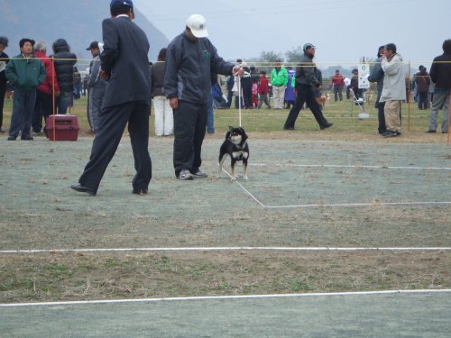 山口ブリーダーの画像