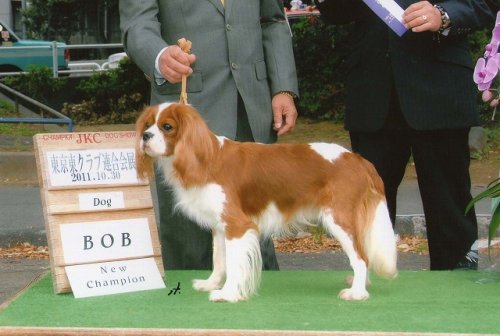 岸澤ブリーダーの画像