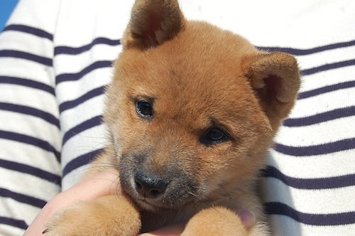 ブリーダーズ 柴犬 赤 豆柴サイズ 女の子 千葉県