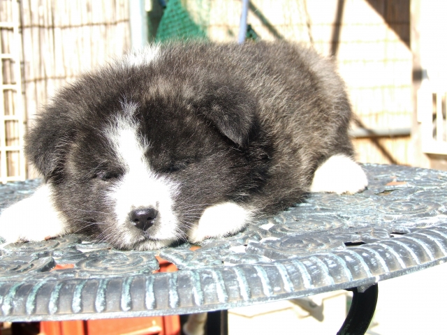 ブリーダーズ 秋田犬 虎毛 男の子 茨城県