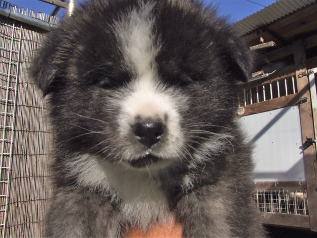 ブリーダーズ 秋田犬 虎毛 男の子 茨城県